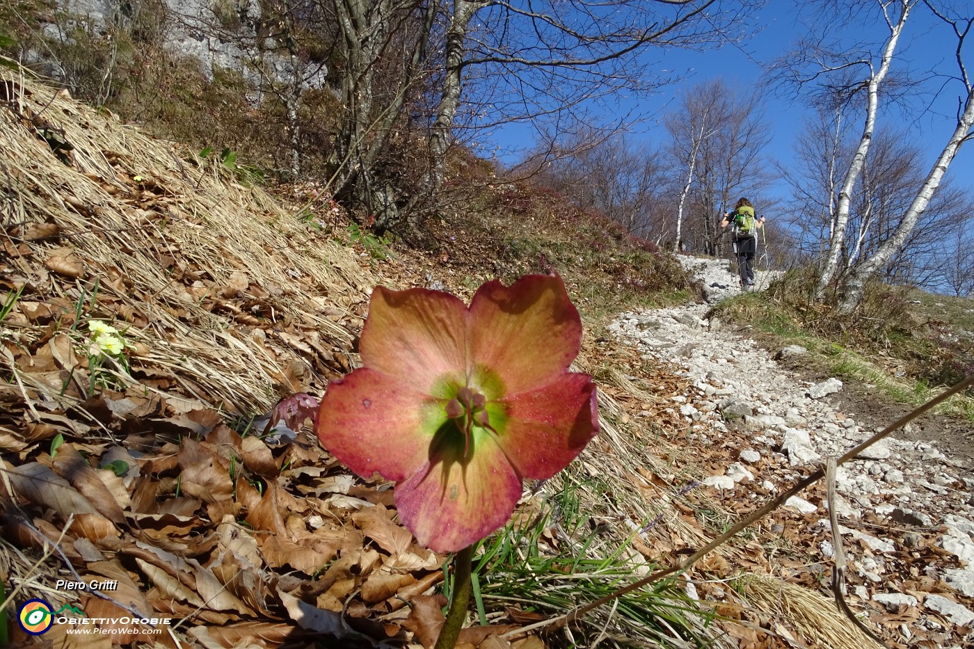 49 In decisa salita con ellebori colorati di rosso.JPG